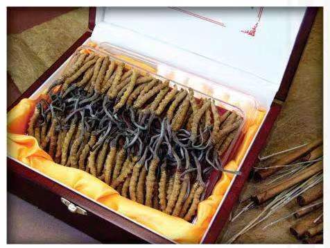 吴忠冬虫夏草回收